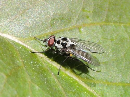 Réf. 219 176 : Anthomyia sp.